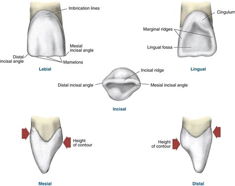 16. Permanent Anterior Teeth | Pocket Dentistry