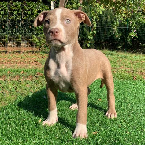 Red Nose Pitbull Puppy - PITBULL TERRIER KENNEL