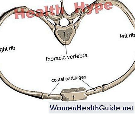 Sternum (Manubrium, Körper, Xiphoid-Prozess) Lage und Anatomie 💊 WomenHealthGuide.net