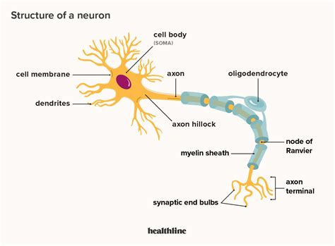 Parts Of A Neuron And Its Functions Diagram Neurons Function