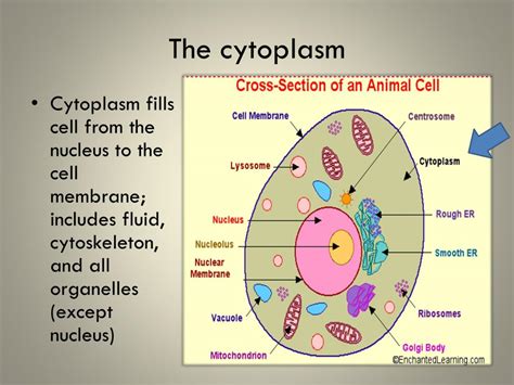 Animal Cell Organelles Structure And Their Functions Animal Cell | Images and Photos finder