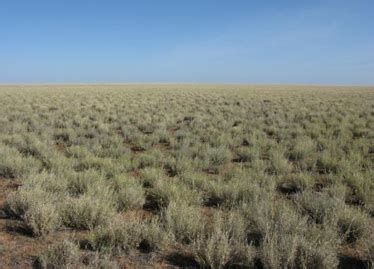 Tussock grasslands | Environment, land and water | Queensland Government