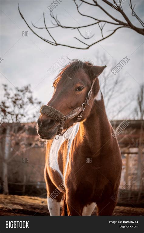 Angry Horse Ears Laid Image & Photo (Free Trial) | Bigstock