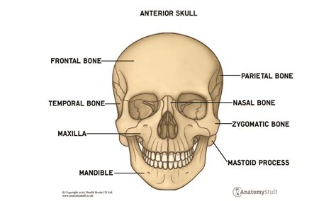 Skull Anatomy | Bones in The Skull | AnatomyStuff