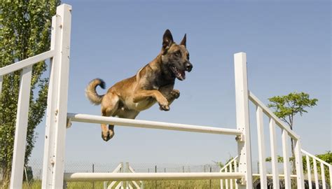 30 Best Agility Dogs That Are Easiest to Train for Agility Competitions