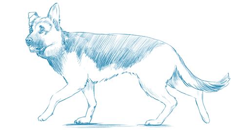 How to draw a dog | Creative Bloq