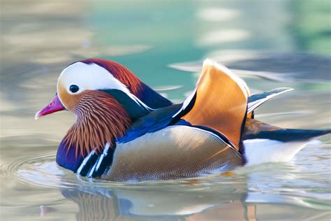 8 Colorful Facts About Mandarin Ducks