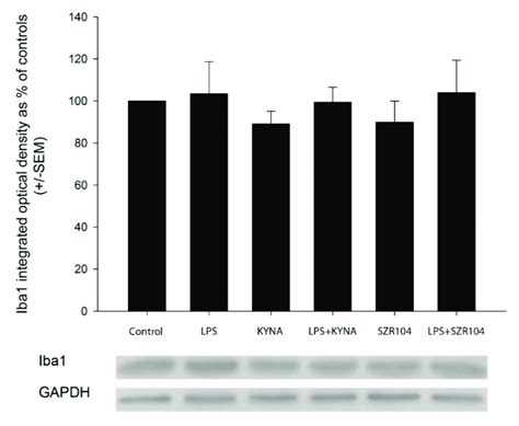 Quantitative Western blot analysis of Iba1 and... | Download Scientific Diagram