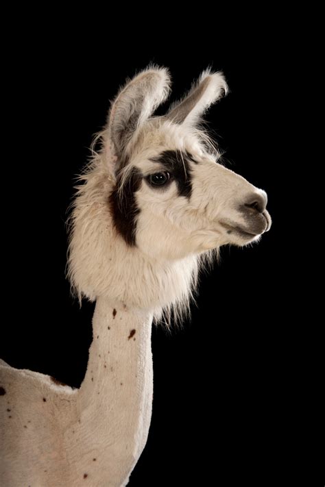 Llama/Alpaca Fun Facts — Mtn Peaks Therapy Llamas Alpacas, 55% OFF