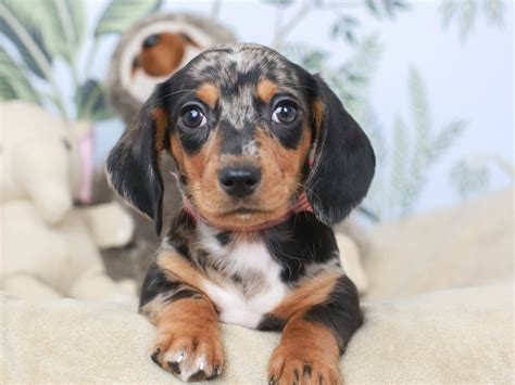 75+ Black And White Dachshund For Sale Photo - Bleumoonproductions