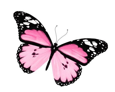 Pink butterfly, isolated on white background — Stock Image | Como dibujar mariposas, Mariposa ...