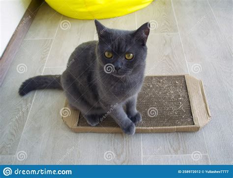 Cat and Scratching Post Made of Cardboard Stock Photo - Image of animal, scratching: 258972012