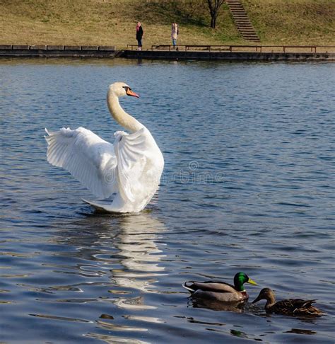 Swan s mating ritual stock photo. Image of beaks, swan - 68517834