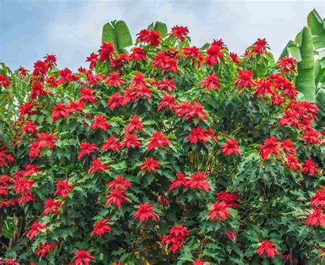 Poinsettia Plant Care - How to Grow Poinsettias