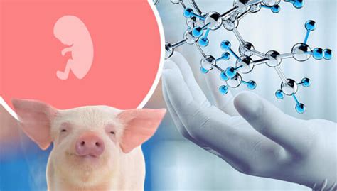 Milestone Breakthrough: Scientists Create the First Human-Pig Hybrid Embryo