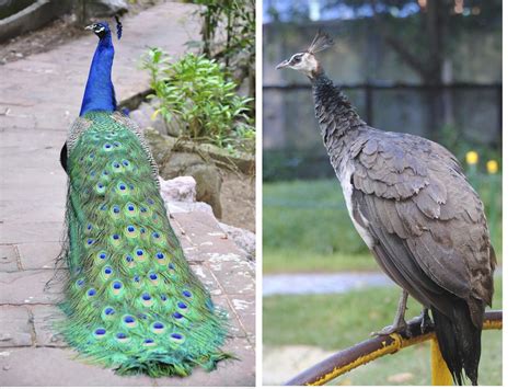 Here's How to Tell the Difference Between a Male and Female Peacock - Bird Eden | Aves