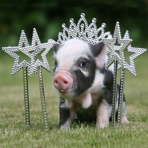 10 Most Adorable Micro Pig Photos Ever! - ABC News