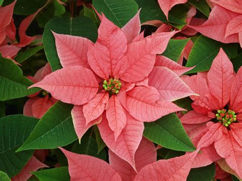 Gorgeous New Poinsettia Varieties to Keep Holiday Spirits Bright - Sunset