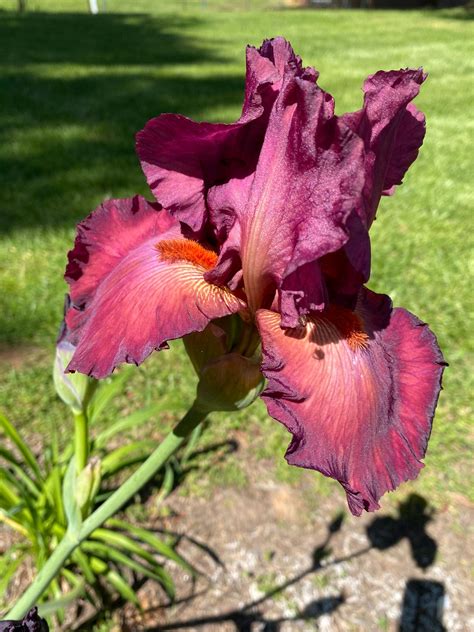 Bearded Iris Care – Learn About Growing Bearded Iris Flowers