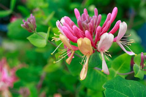 The best climbing plants for shade - David Domoney