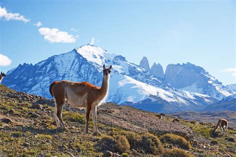 Patagonian Desert Animals