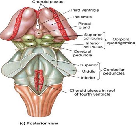 Related image | Brain anatomy, Medical anatomy, Nervous system anatomy