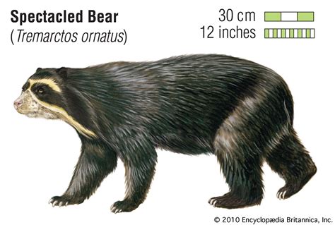 Spectacled bear | Diet, Habitat, & Facts | Britannica