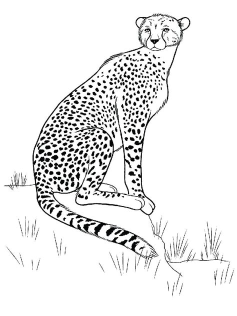 Realistic Cheetah Coloring Pages at GetColorings.com | Free printable colorings pages to print ...