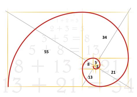 Fibonacci number sequence in nature - executiveshery