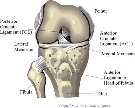 Knee Anatomy