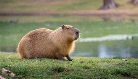 Premium AI Image | Capybara in the nature habitat wildlife beauty