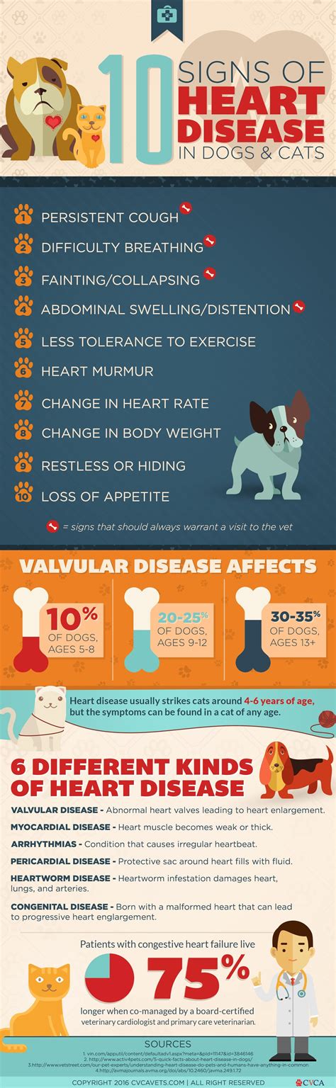 Symptoms of Heart Disease in Dogs & Cats | Cardiac Care for Pets