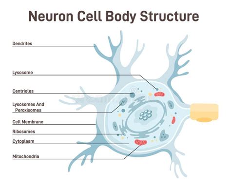 Neuron Cell Body Anatomy. Cross Detailed Section Anatomy Stock Vector - Illustration of science ...