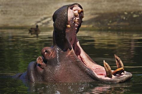 10 Animals With Terrifying Teeth - Listverse