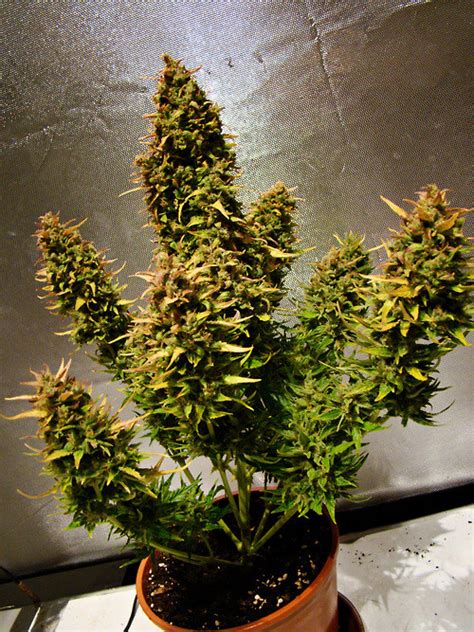 How to Grow Autoflowering Pot Plants - Stoner Things