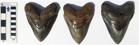 Fossil of the month: Megalodon teeth