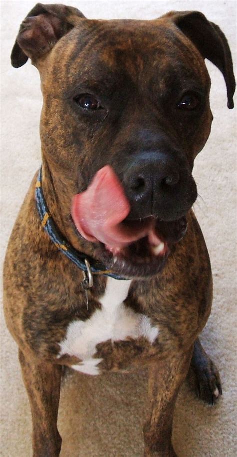 1000+ images about Pit Bull Boxer Mix on Pinterest | Duke, Blue pitbull and Shelters