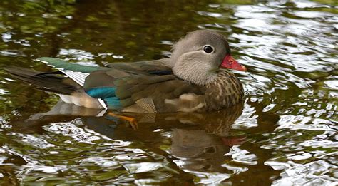 Mandarin duck (Eclipse plumage) | Poor light difficult to ge… | Flickr