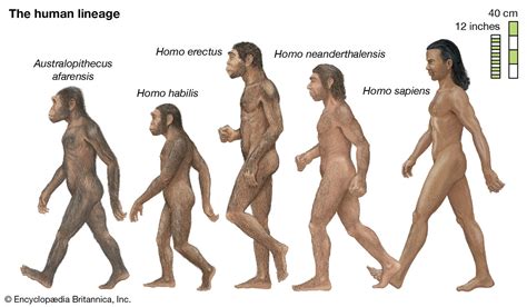 Human evolution | History, Stages, Timeline, Tree, Chart, & Facts | Britannica