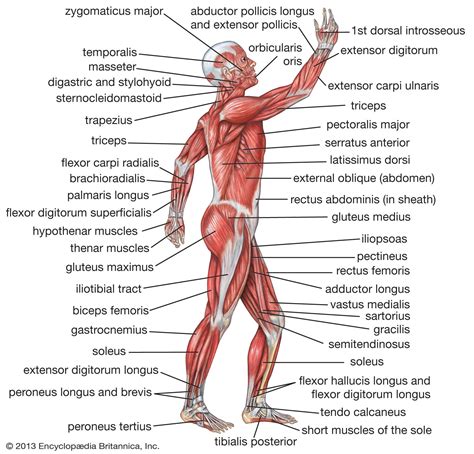 Human muscle system | Functions, Diagram, & Facts | Britannica