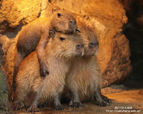 Capybara Baby Desktop Background