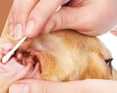 YEAST INFECTION TREATMENT IN DOGS