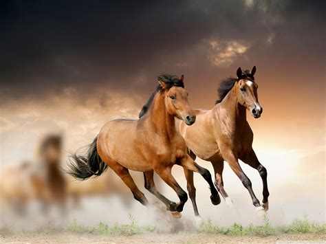 Running Horses Hd Wallpaper - Glad Philis