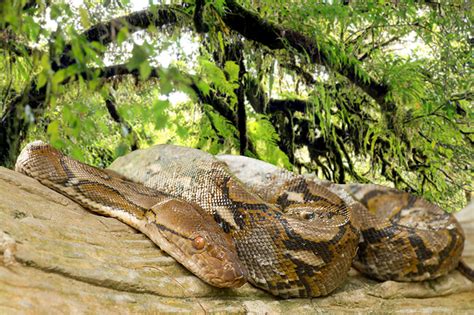 A Deadly Python Attack | Reptile Shows of New England