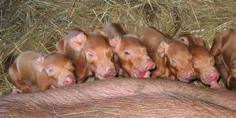 Red Wattle Pig: Hardy and Adaptable, Tasty Meat, Generous Litter Size, and Rapid Growth – FarmerDB