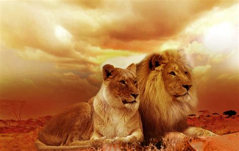 Lion Family HD Wallpaper - Forever Wallpapers