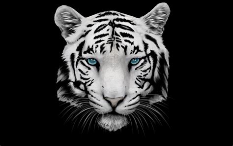 Black Tiger Wallpapers - Wallpaper Cave