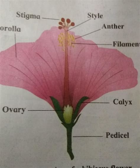 Vertical section of a hibiscus flower - Brainly.in