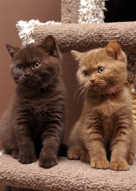 Premium British Shorthair Kittens - British Shorthair