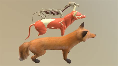 Fox Anatomy - Download Free 3D model by npbehunin [bc5e3b0] - Sketchfab